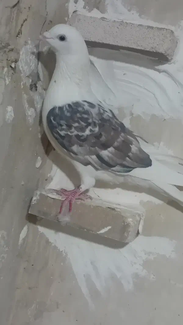 کبوتر پرشی نر|پرنده|اسفراین, |دیوار