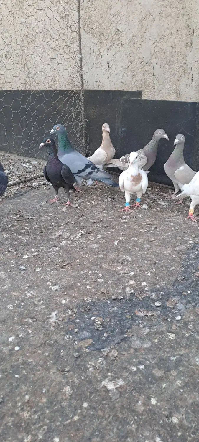 کبوترخطی|پرنده|اقبالیه, |دیوار