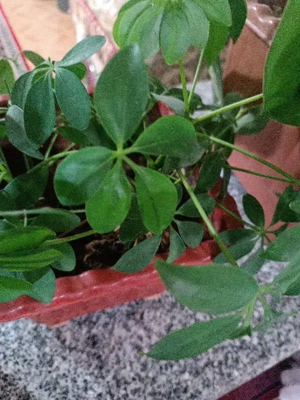 فروش باغ|خدمات باغبانی و درختکاری|جوانرود, |دیوار