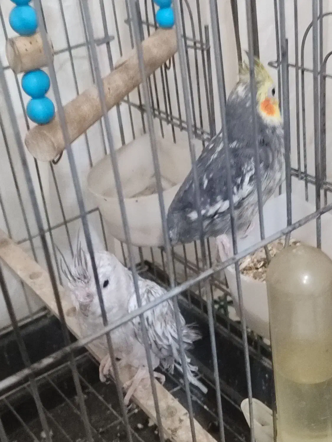 عروس هلندی نرو ماده|پرنده|ملایر, |دیوار