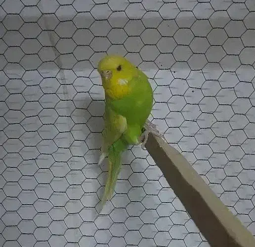 مرغ عشق انگلیسی|پرنده|مشهد, آبکوه|دیوار