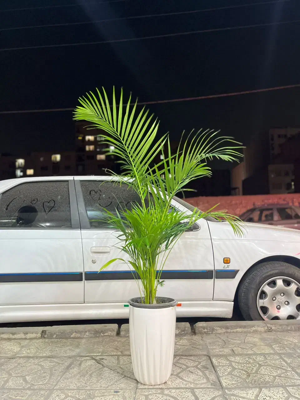 نخل اریکا|گل و گیاه طبیعی|کرج, گلشهر|دیوار