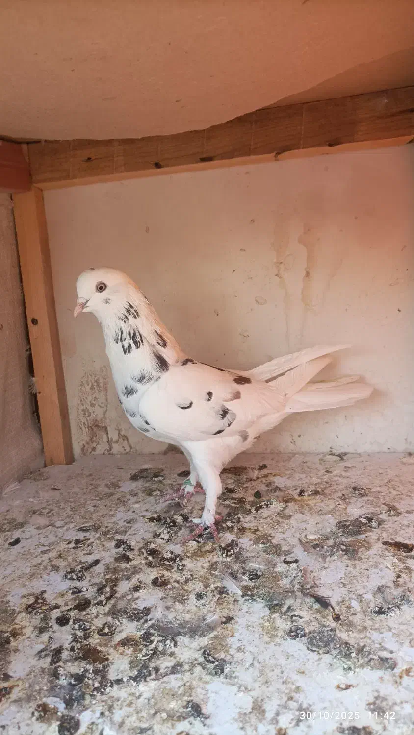 کبوتر|پرنده|خاوران, |دیوار