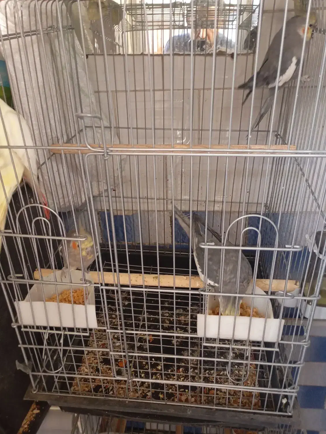 عروس هلندی|پرنده|اقبالیه, |دیوار