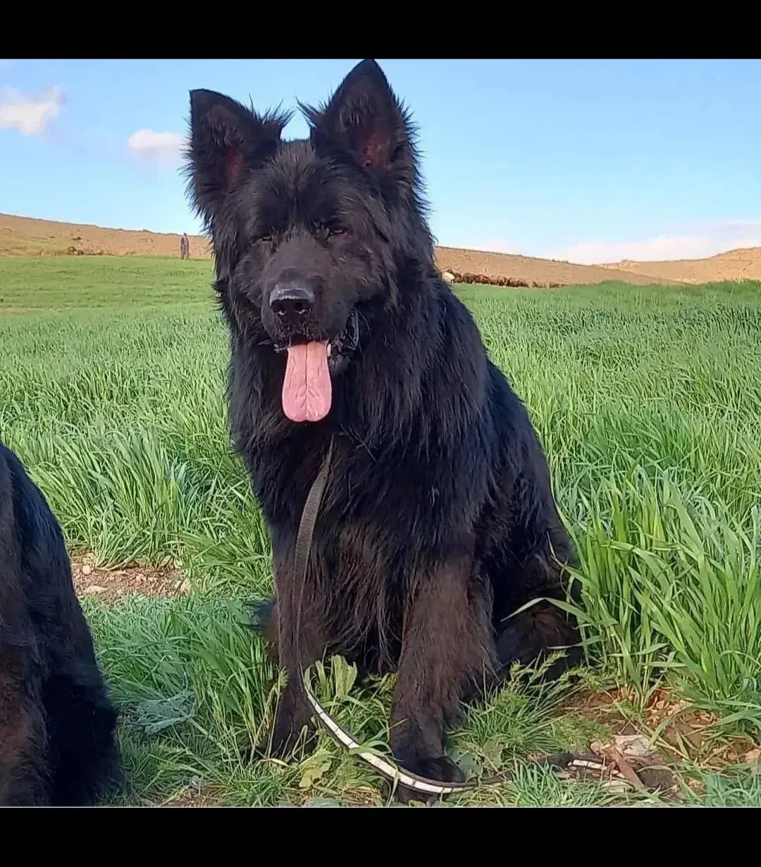 سگ ژرمن بلک شولاین|سگ|سلامی, |دیوار