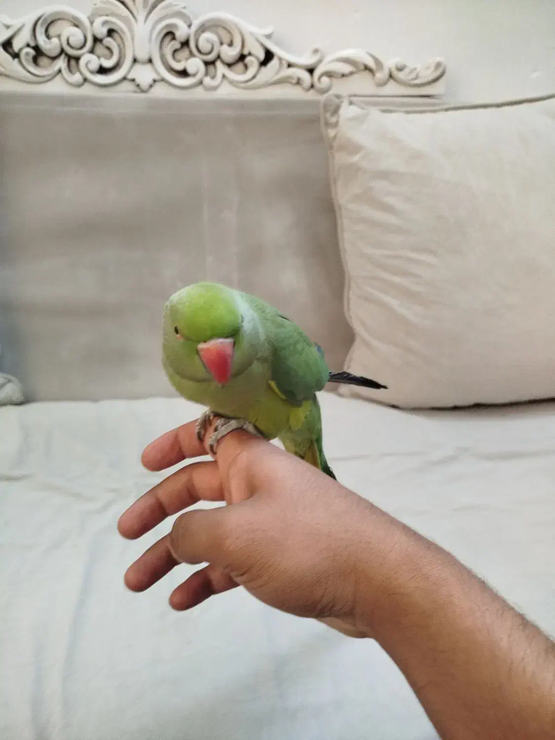 ملنگو اموزش دیده|پرنده|محلات, |دیوار