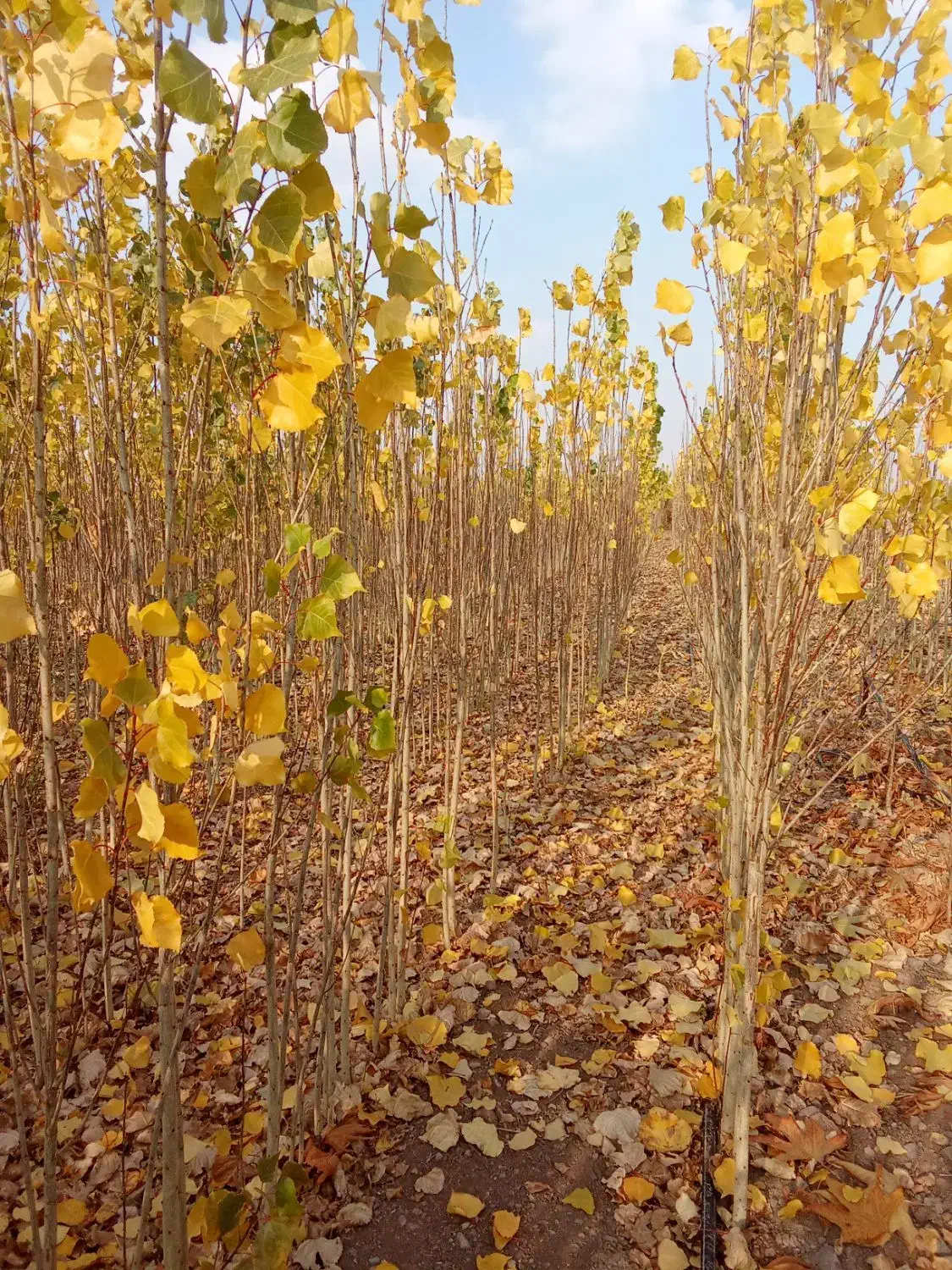 فروش نهال آقای رحمانی با20سال سابقه|خدمات باغبانی و درختکاری|محمدیه-قزوین, |دیوار