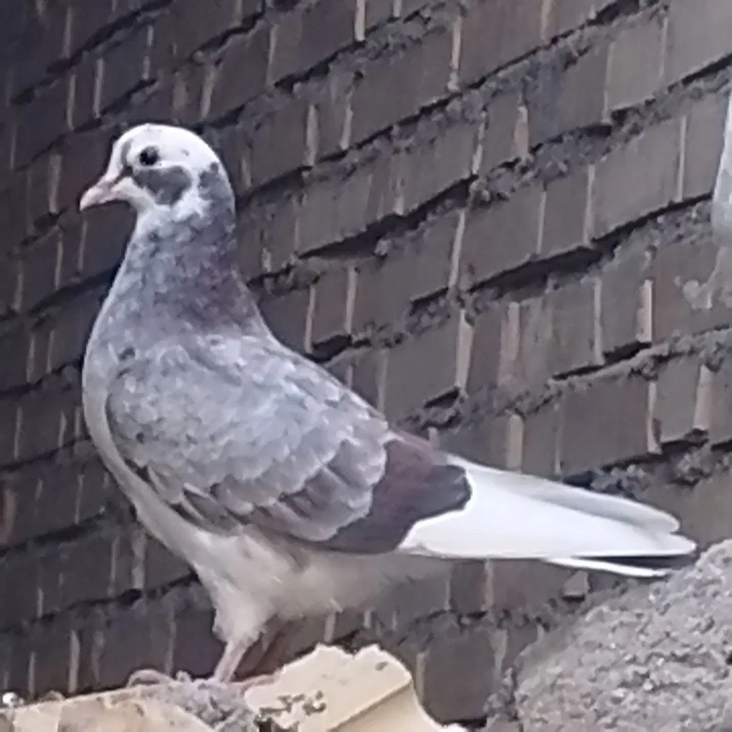 کبوتر در قلعه تل|پرنده|باغ ملک, |دیوار