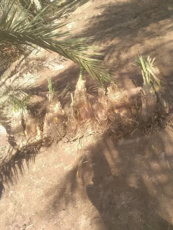 فسیل کلوته ۳۵۰|خوردنی و آشامیدنی|کهنوج, |دیوار