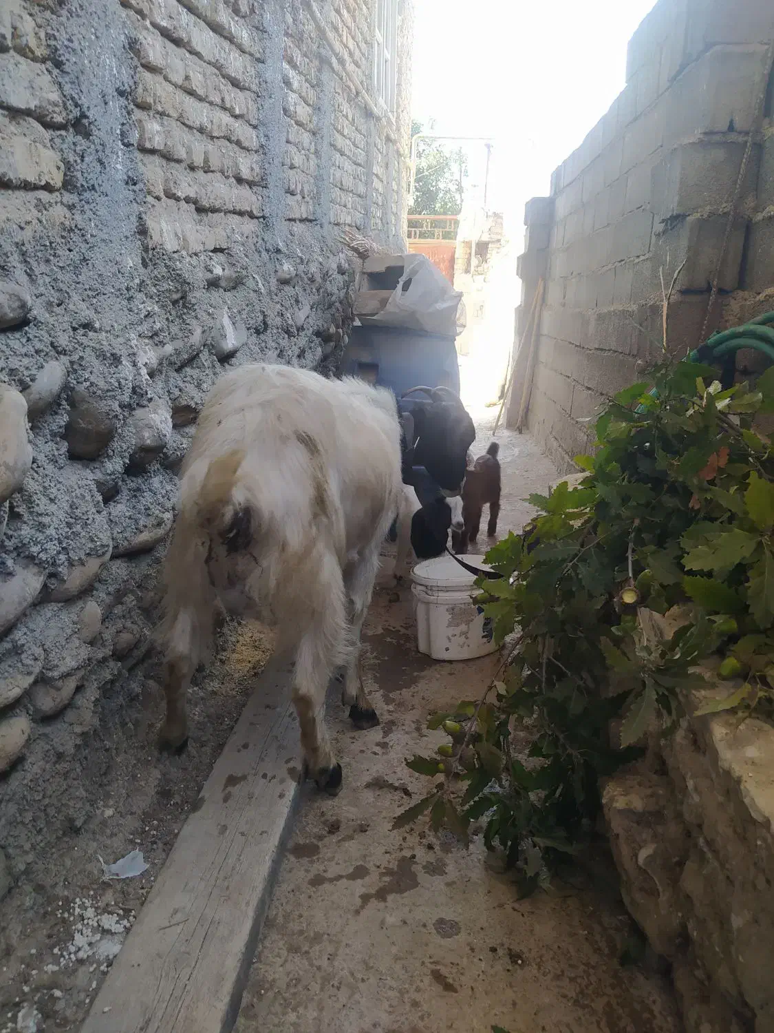 بز بزغاله دار دوقلو جوان شیردار|حیوانات مزرعه|ساری, |دیوار