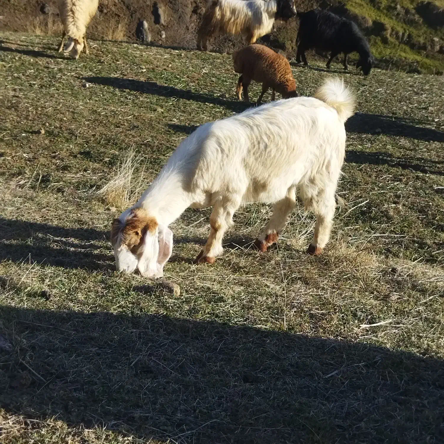 بز.|حیوانات مزرعه|آبش احمد, |دیوار