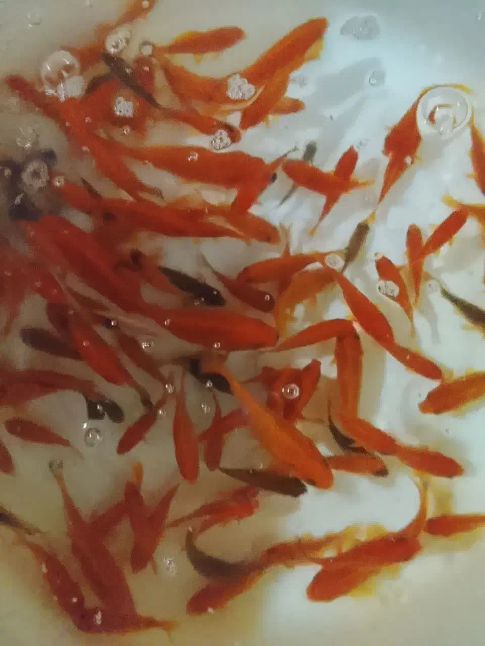 ماهی گلی شب عید|ماهی|قم, زنبیل آباد|دیوار