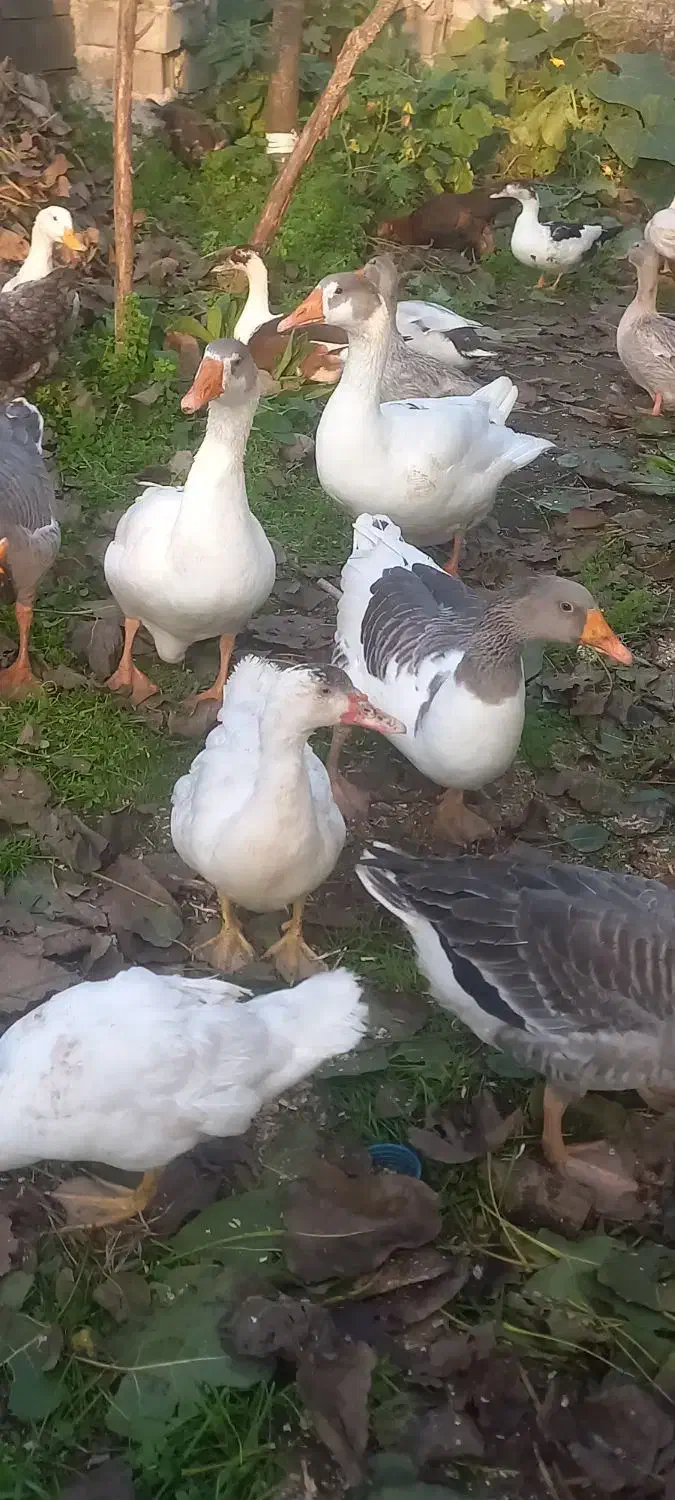 فروش غاز|حیوانات مزرعه|چاف و چمخاله, |دیوار