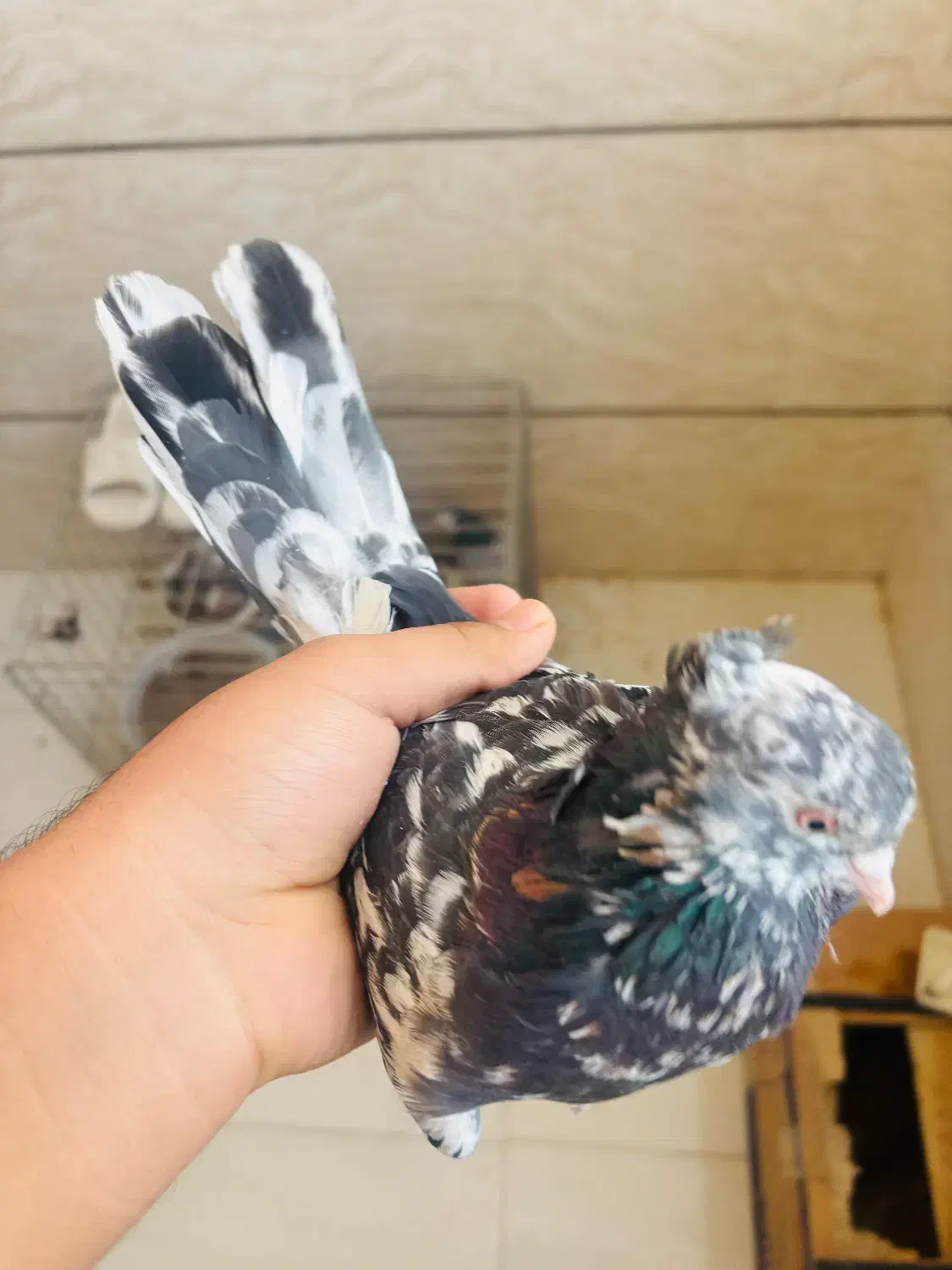 یک عدد سرور پرخال عتیقه کلکسیونی آنتیک|پرنده|اصفهان, مشکین|دیوار