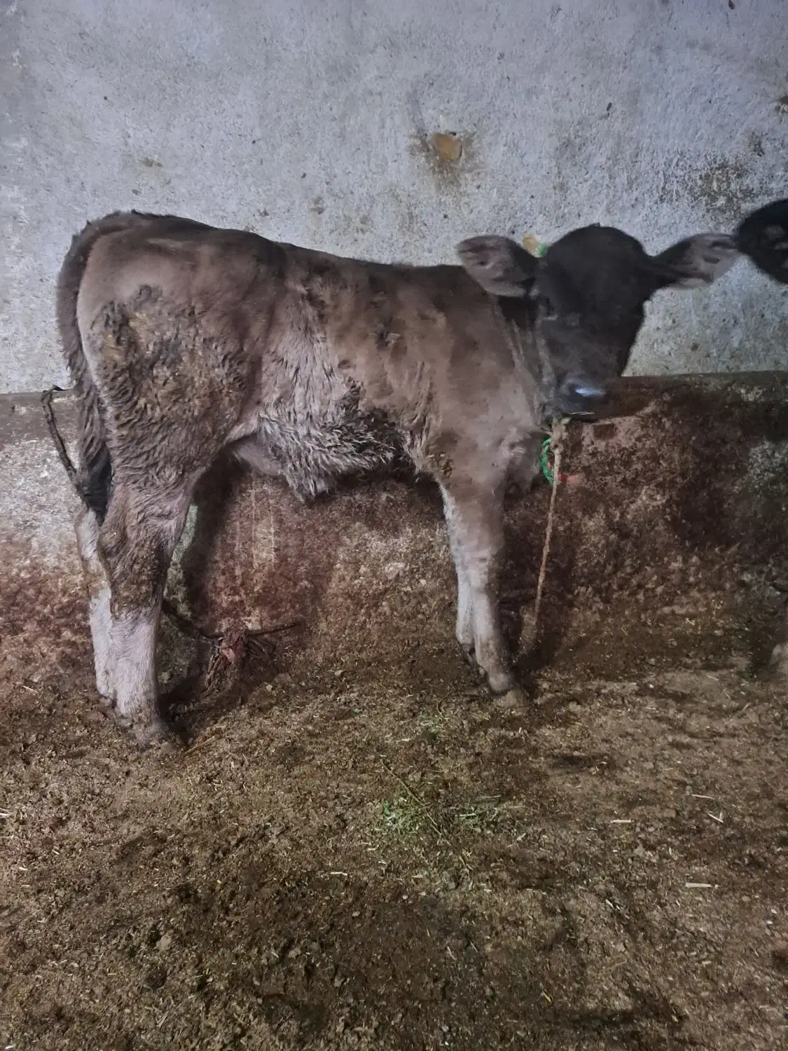 گوساله سویسی|حیوانات مزرعه|سردرود, |دیوار