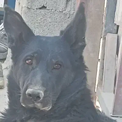 ژرمن بلک ماده 2ت|سگ|اراک, |دیوار