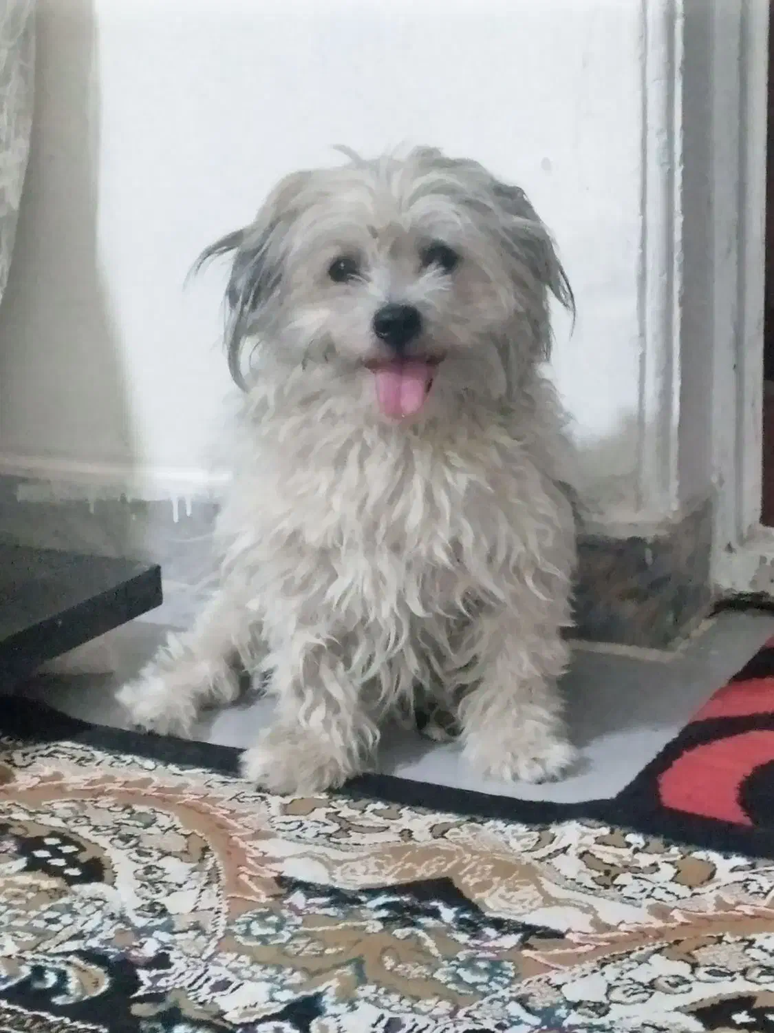 سگ سفیدنروطوسی ماده توله نرمیباشد|سگ|فردیس, شهرک شهید حسینی|دیوار