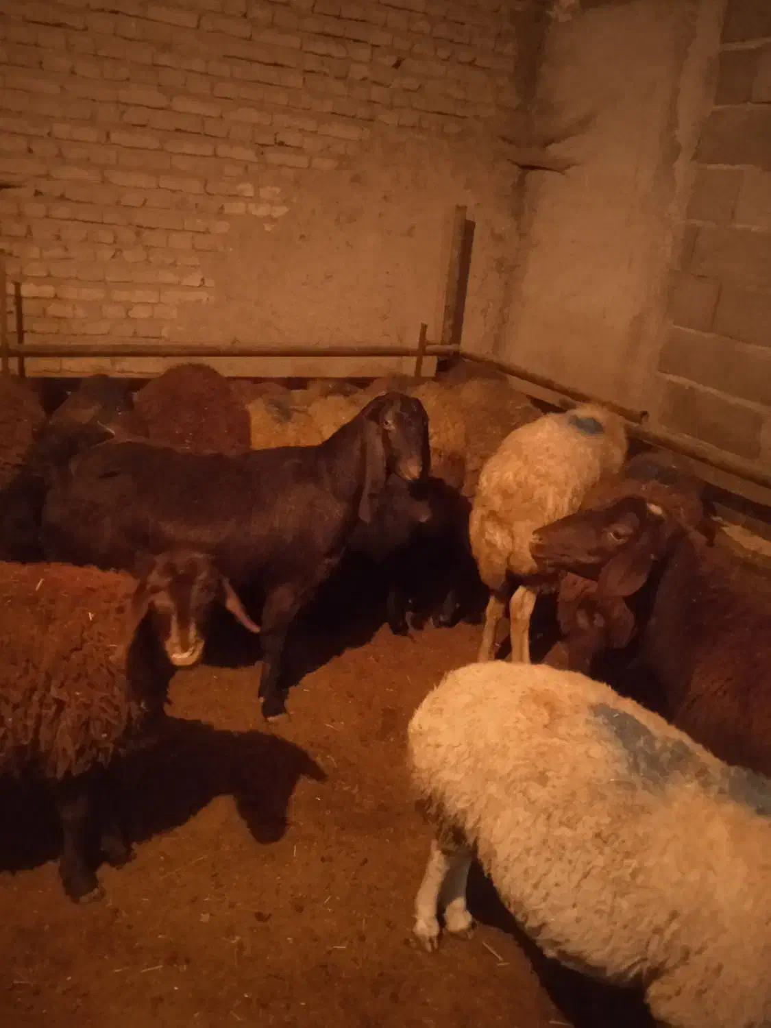 یک عدد بر جوان|حیوانات مزرعه|سراب, |دیوار