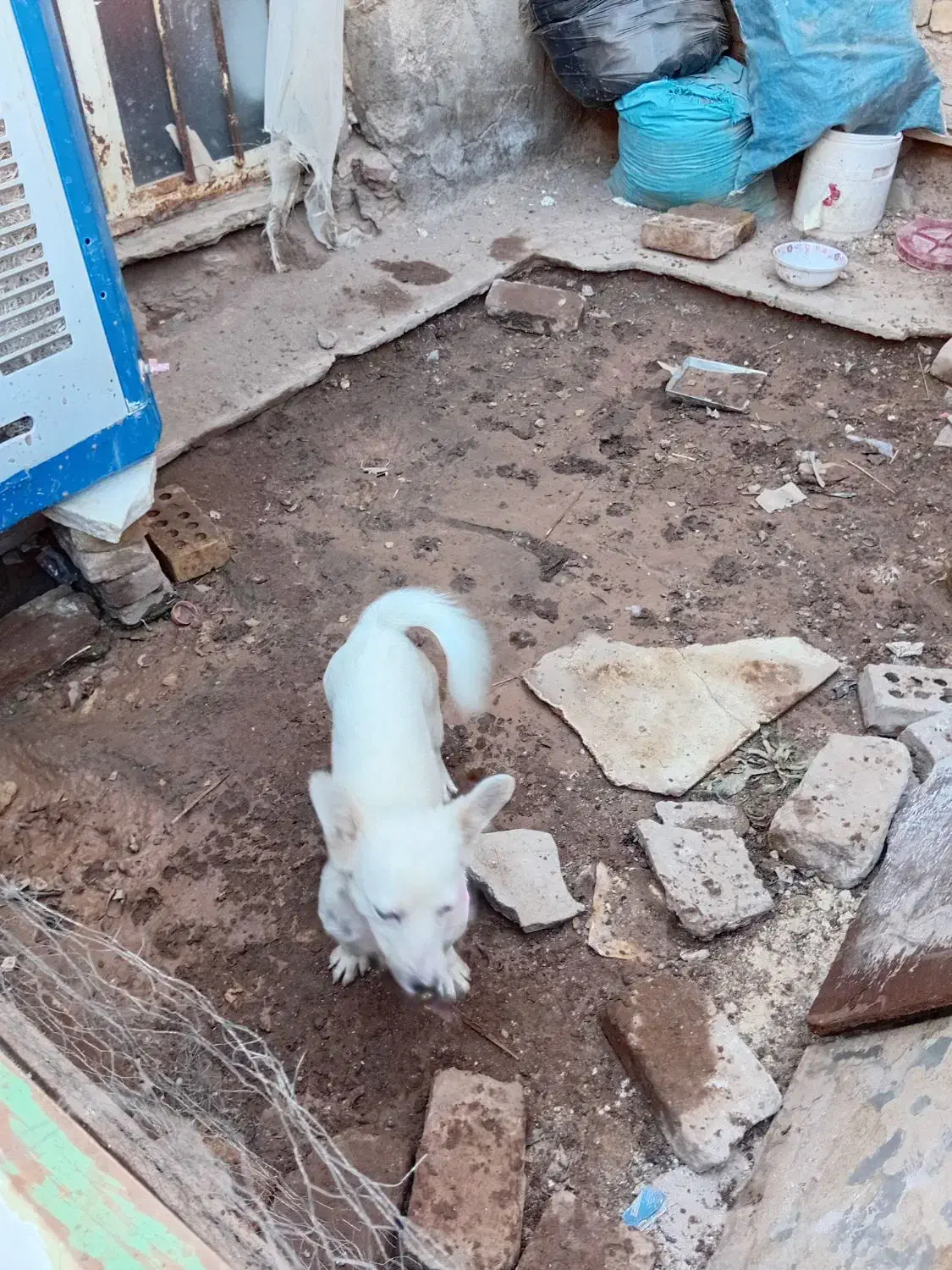 سگ باهوش|سگ|رفسنجان, |دیوار