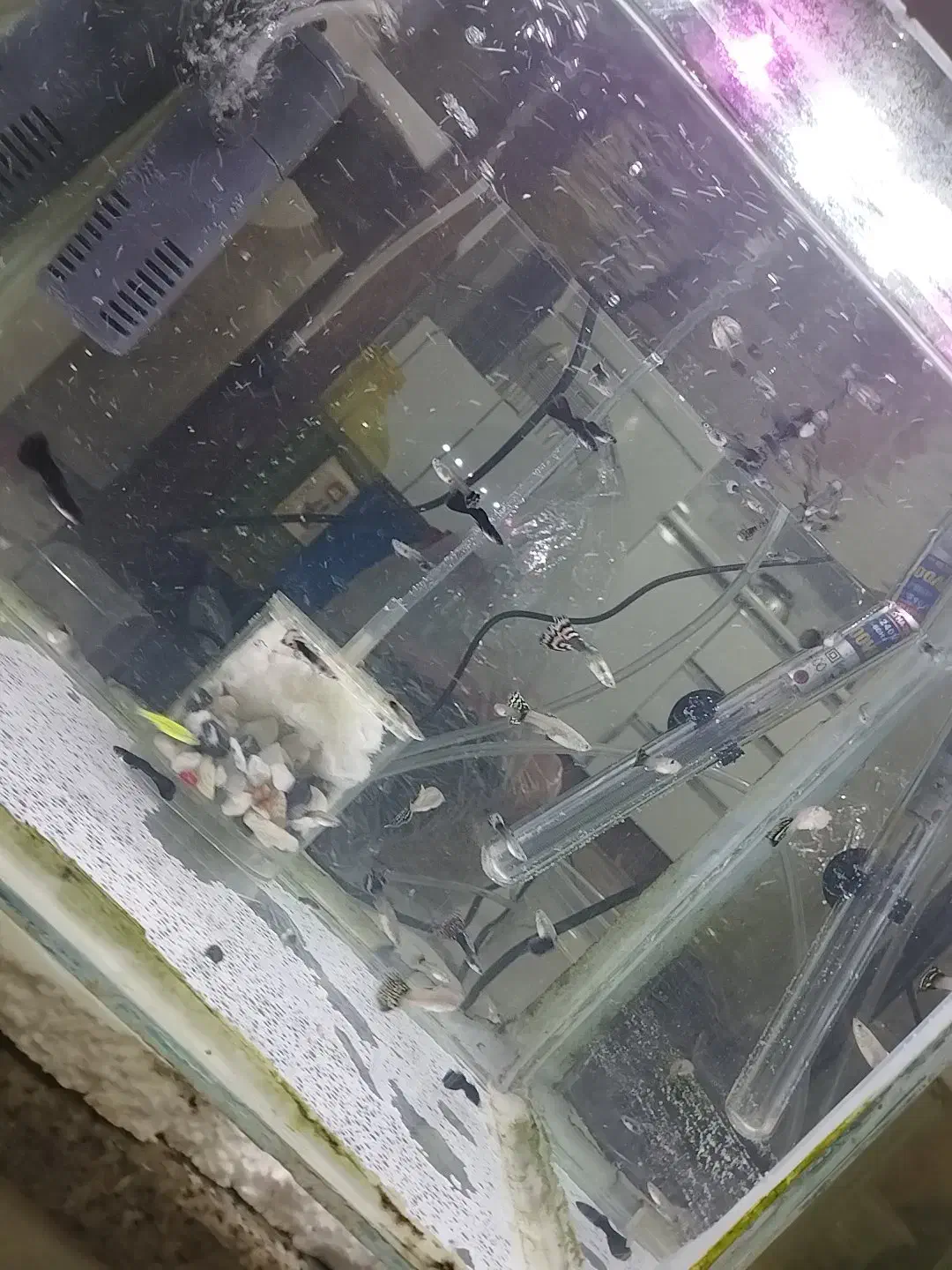 ماهی گوپی|ماهی|مرودشت, مختارآباد|دیوار