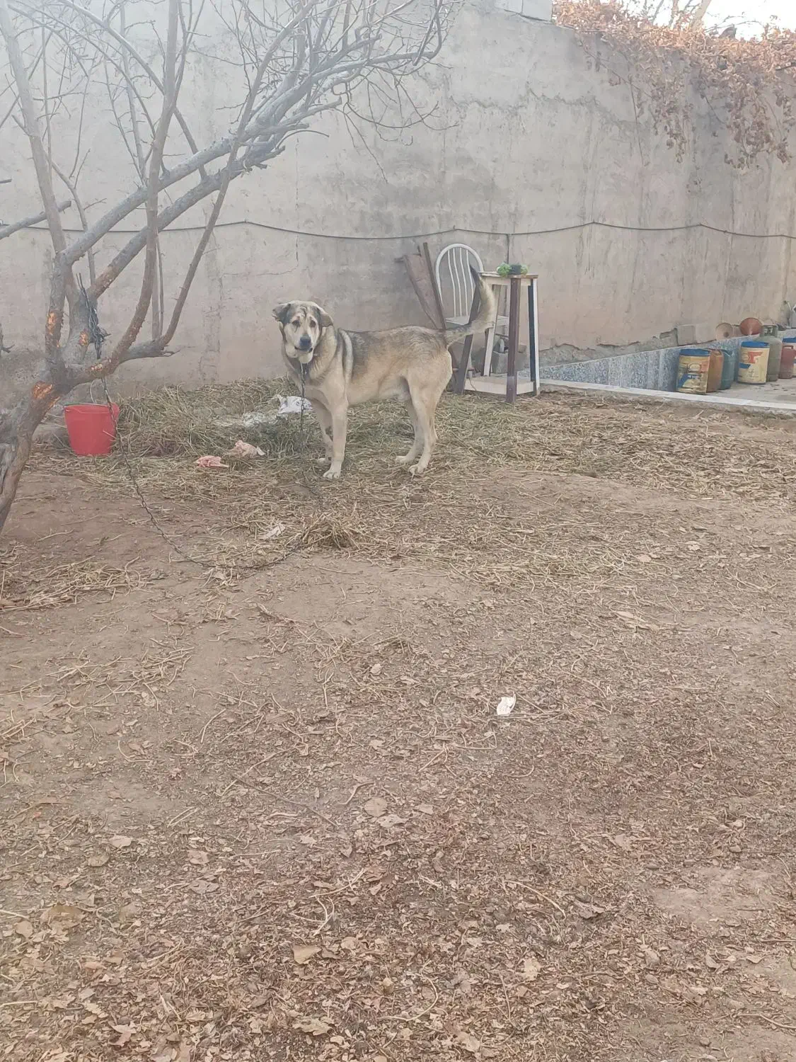 سگ عراقی|سگ|باسمنج, |دیوار