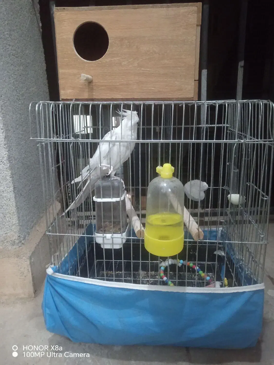 عروس هلندی|پرنده|هشتگرد, شهرک ولیعصر (مهستان)|دیوار