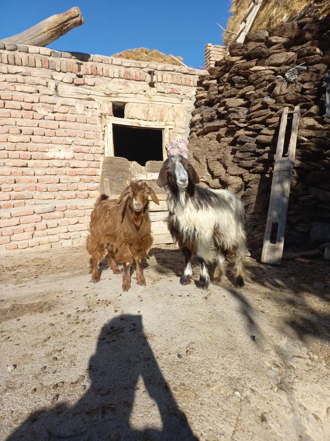 بزنر جوان|حیوانات مزرعه|تبریز, |دیوار