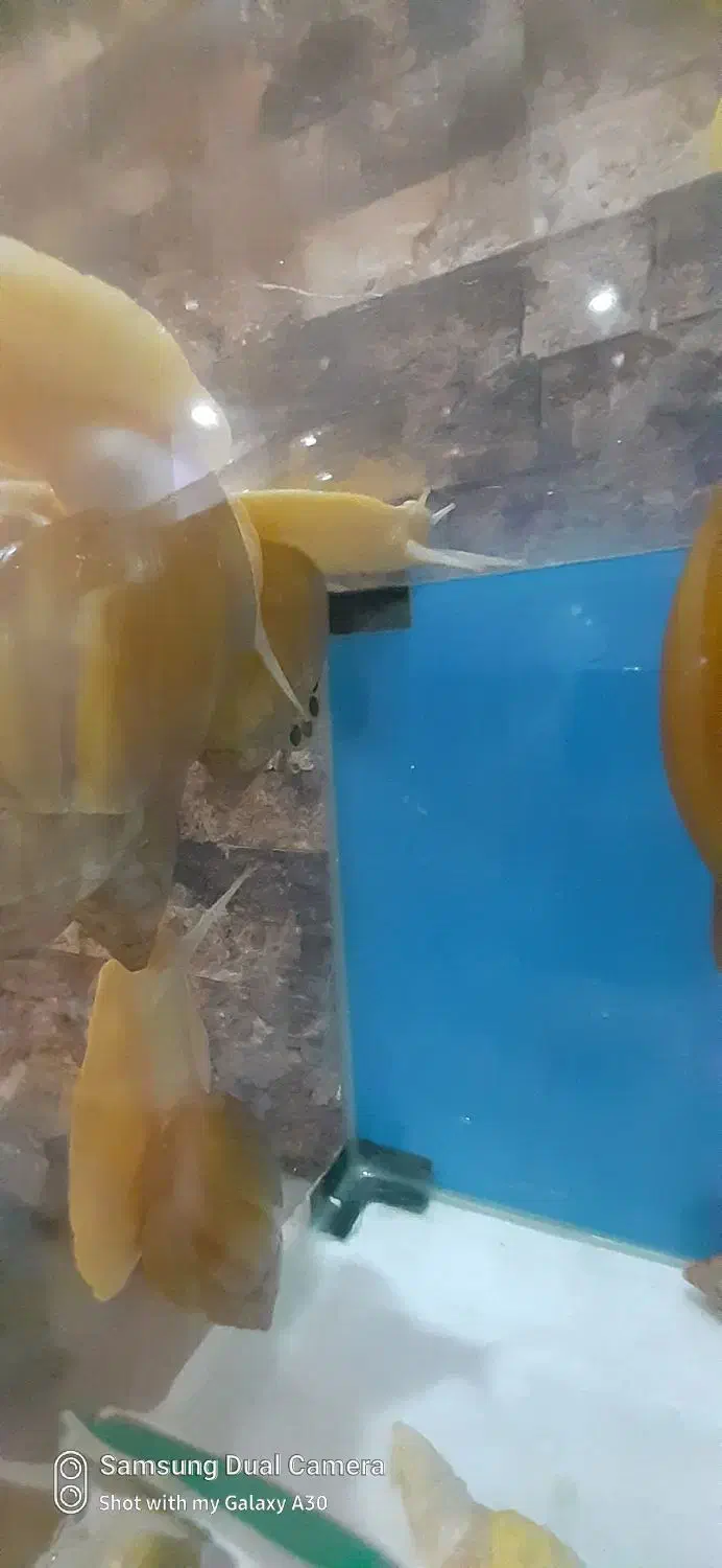 ۷ عدد حلزون اچاتینا بالغ مولد|خزنده|تهران, آذربایجان|دیوار