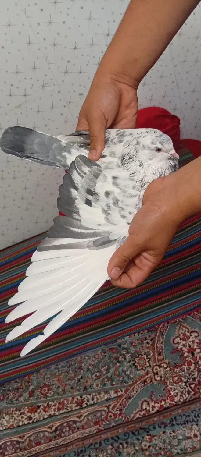 کبوتر پرشی|پرنده|کهریزک, |دیوار