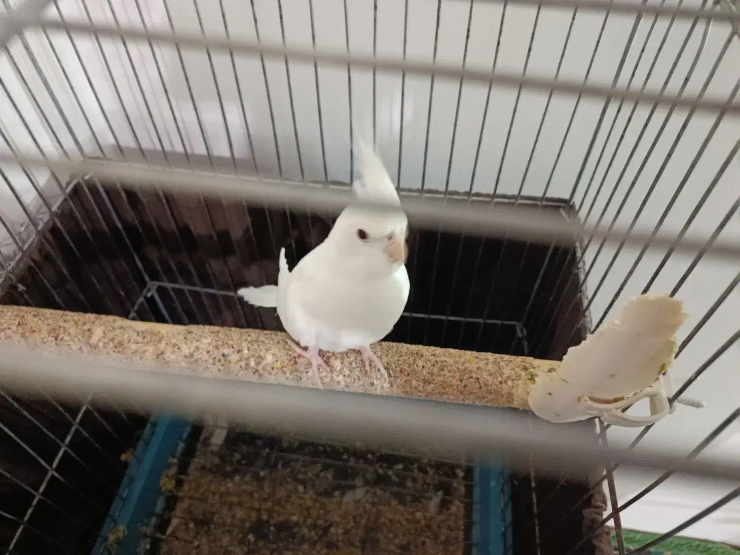 عروس هلندی|پرنده|قم, ناصردیوان|دیوار