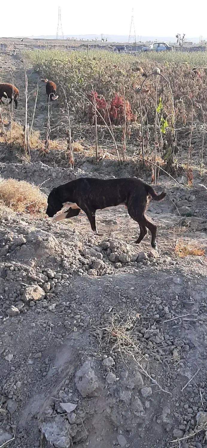 سگ فروشی|سگ|تربتحیدریه, پائین ولایت|دیوار