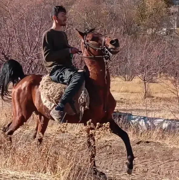 دو عدد اسب نریان و مادیان|اسب و تجهیزات اسبسواری|تیکمه داش, |دیوار