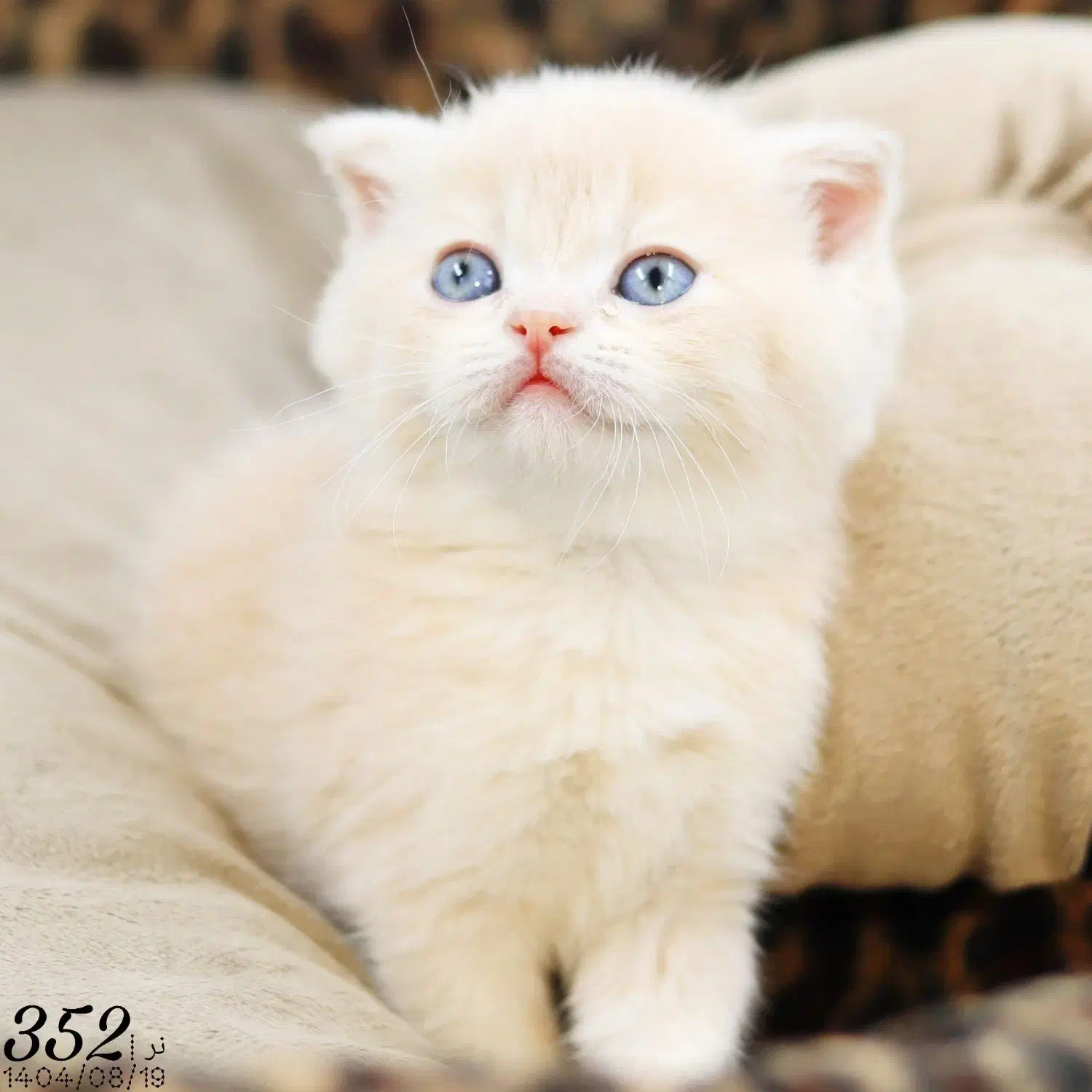 پت شاپ کیتی کتز/گربه اسکاتیش بریتیش پرشین هیمالین|گربه|تبریز, |دیوار