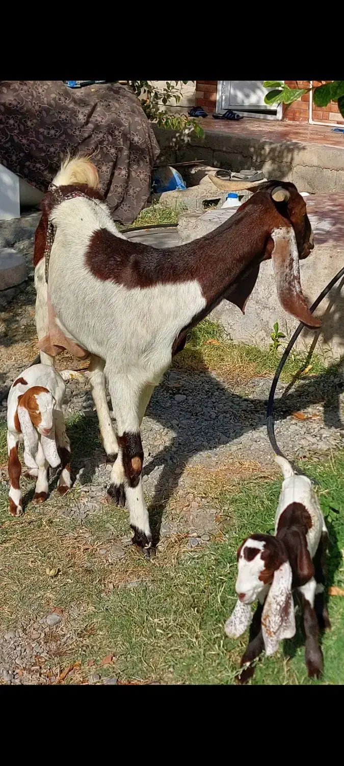بز دوقلوزا با دو کره نر ماده و یک بز آبستن|حیوانات مزرعه|جیرفت, |دیوار