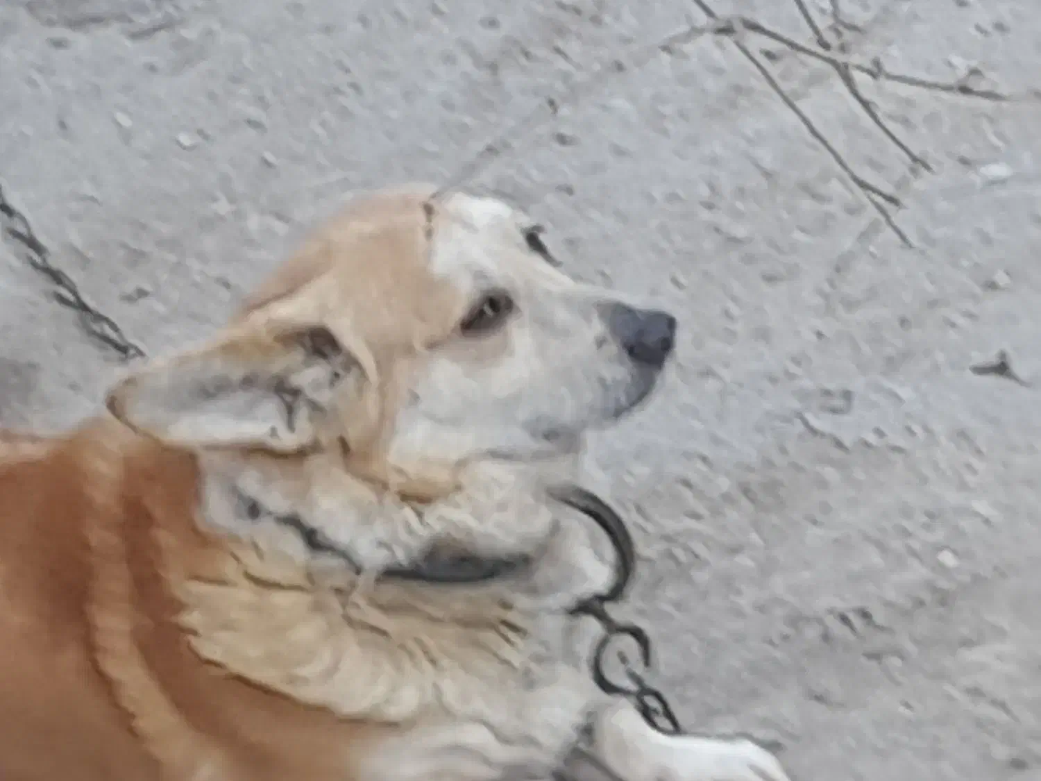 سگ‌پاکوتاه|سگ|آق قلا, |دیوار