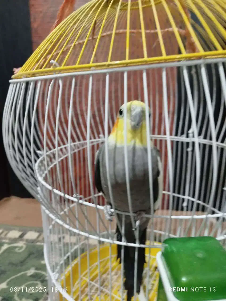 عروس هلندی|پرنده|بختگان, |دیوار