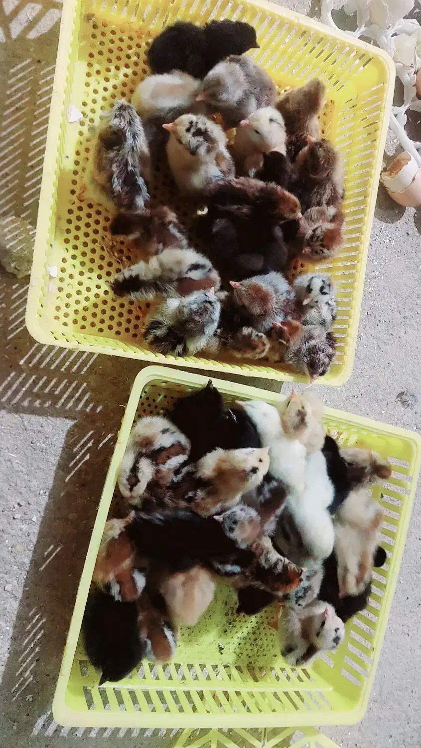 جوجه محلی|حیوانات مزرعه|سوق, |دیوار