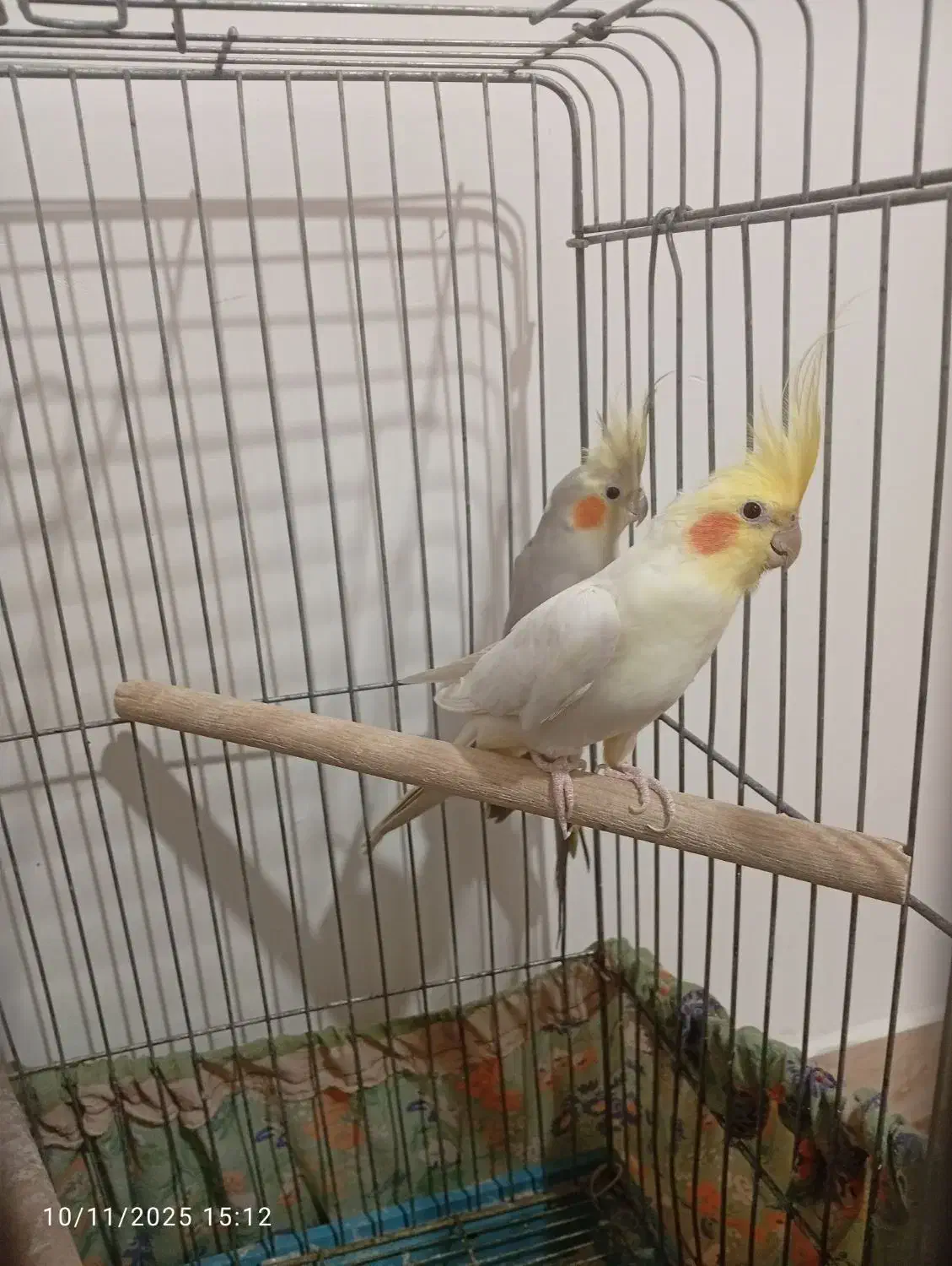 یه جفت طوطی عروس تعویض با قناری|پرنده|قزوین, |دیوار