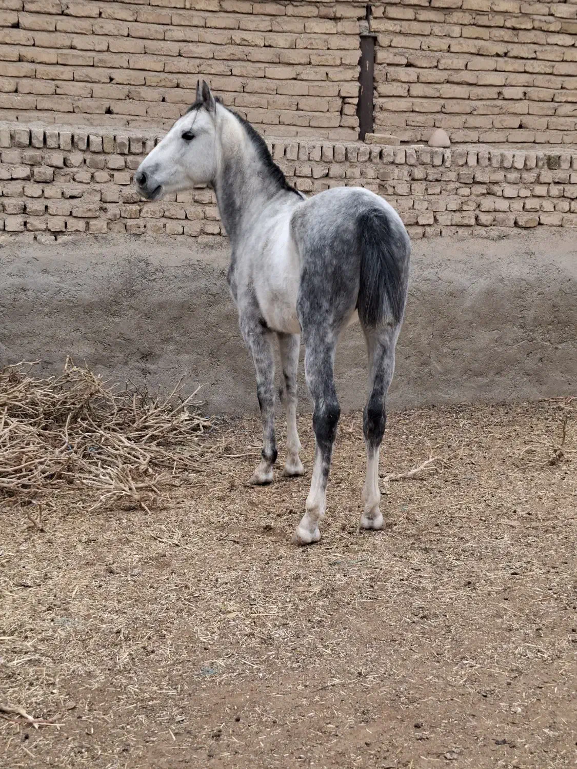 اسب گوسفند بز|اسب و تجهیزات اسب‌سواری|پیشوا, |دیوار