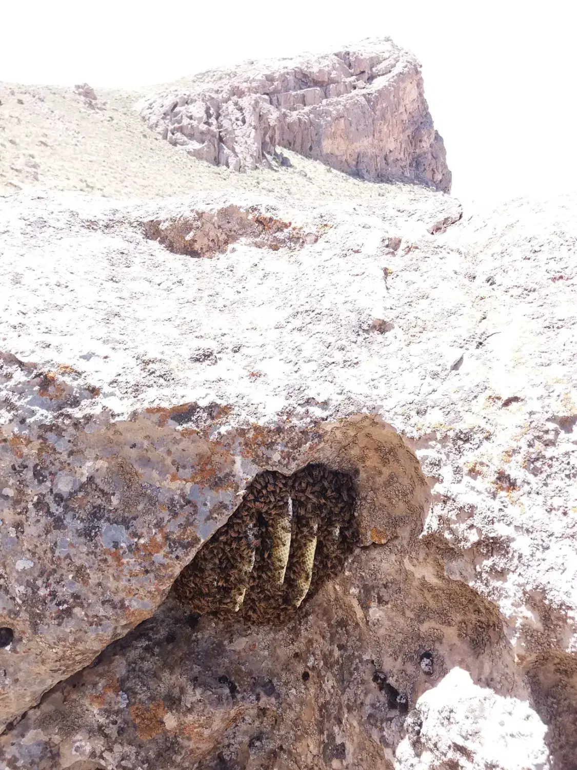 عسل وحشی ارگانیگ|خوردنی و آشامیدنی|سردرود, |دیوار