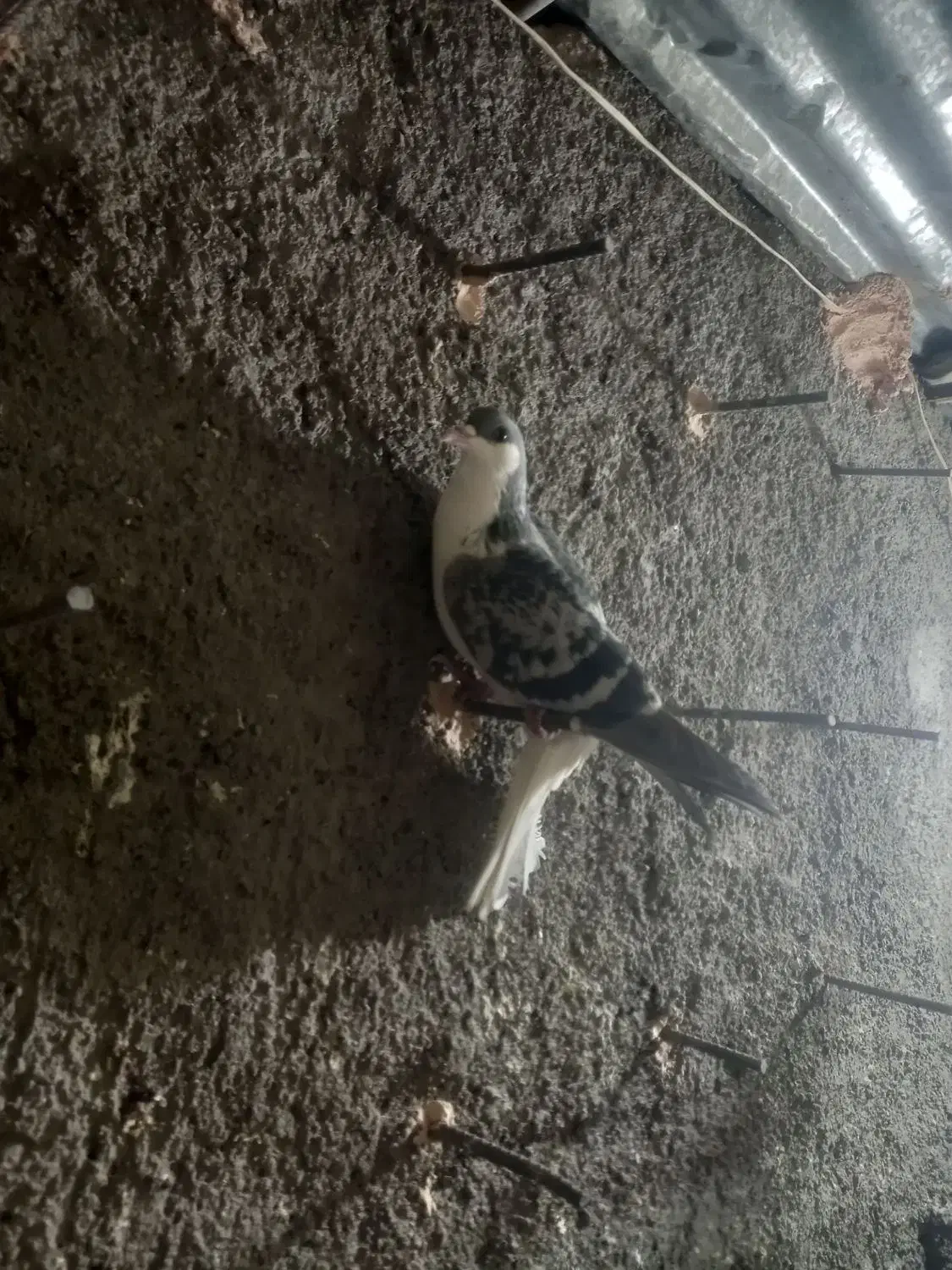 گرفتنی|پرنده|سبزوار, شهرک ابوذر|دیوار