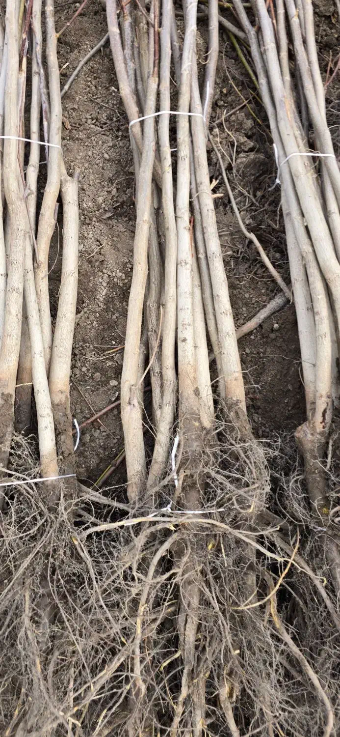 ـ فروش تمام رقم های گردو|خدمات باغبانی و درختکاری|سقز, |دیوار