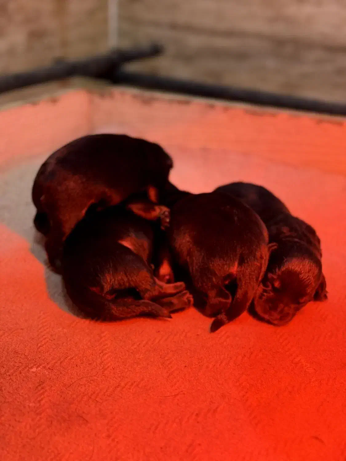 توله هایی روتوایلر واکسیناسیون شده آماده تحویل|سگ|قائم‌شهر, |دیوار