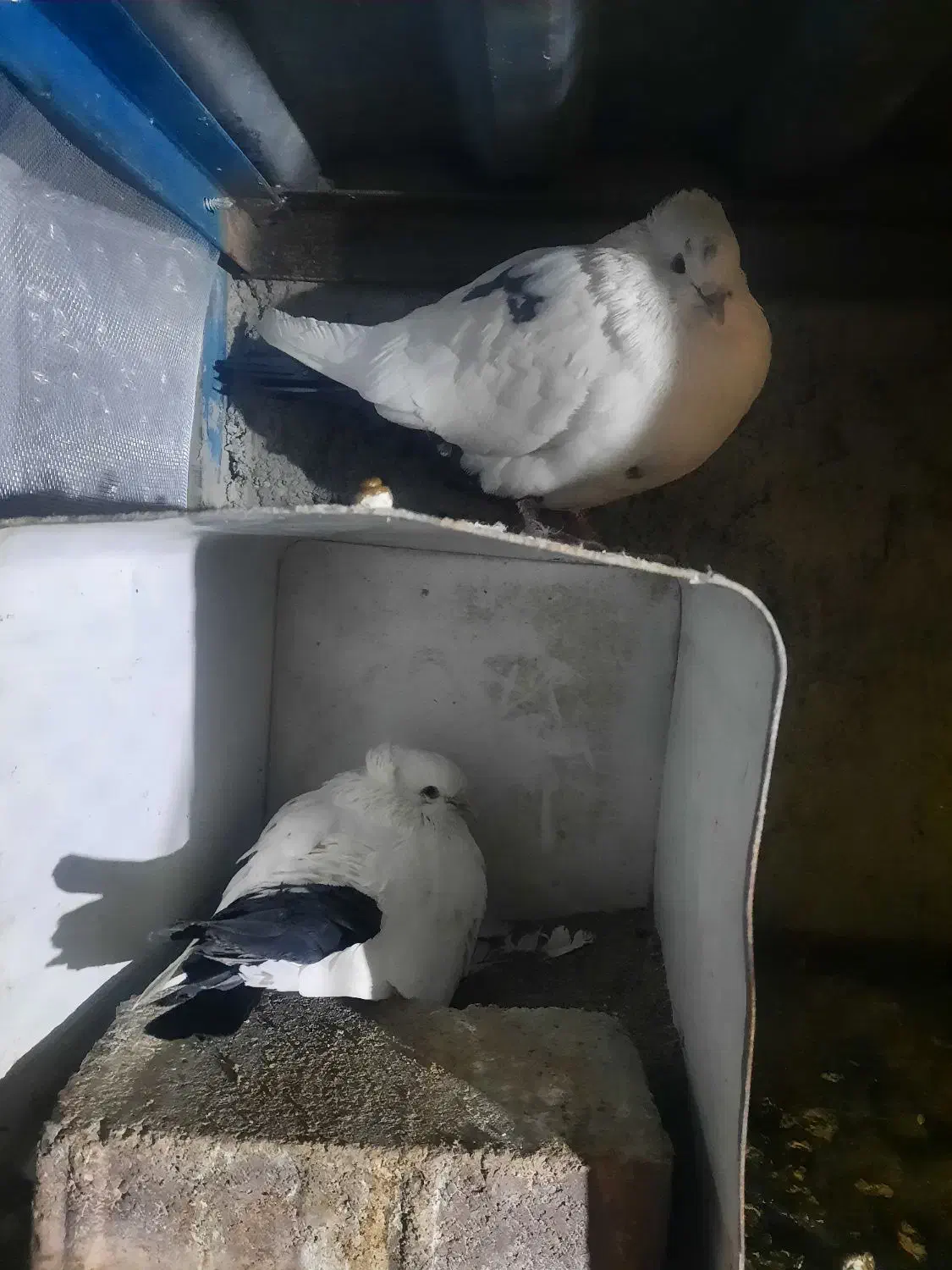 کبوتر|پرنده|بیرجند, |دیوار