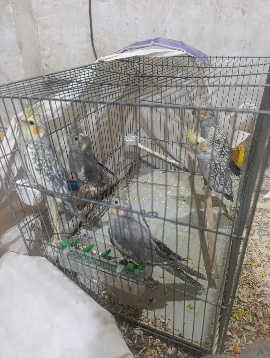 چهار تا عروس هلندی 2ماه سالم|پرنده|کوهدشت, |دیوار