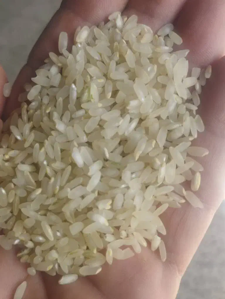 برنج کامفیروزی اصل|خوردنی و آشامیدنی|شیراز, پارک آزادی|دیوار