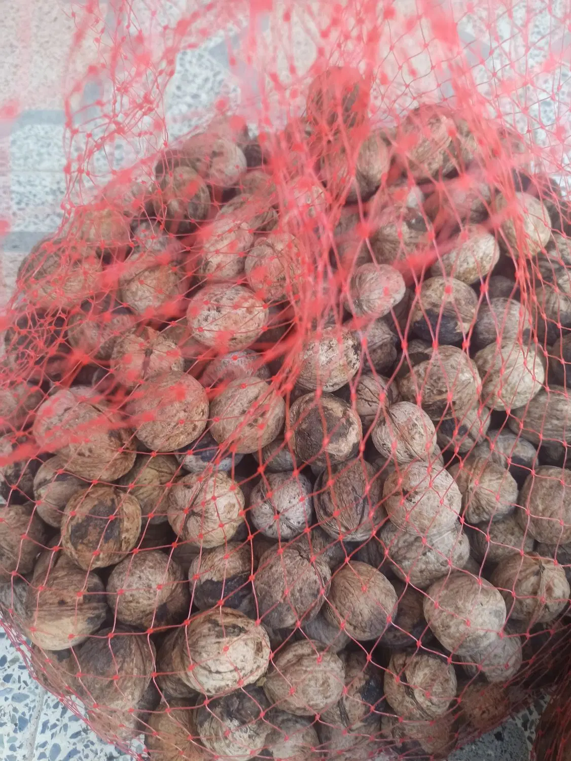 گردو|خوردنی و آشامیدنی|شیراز, گویم|دیوار