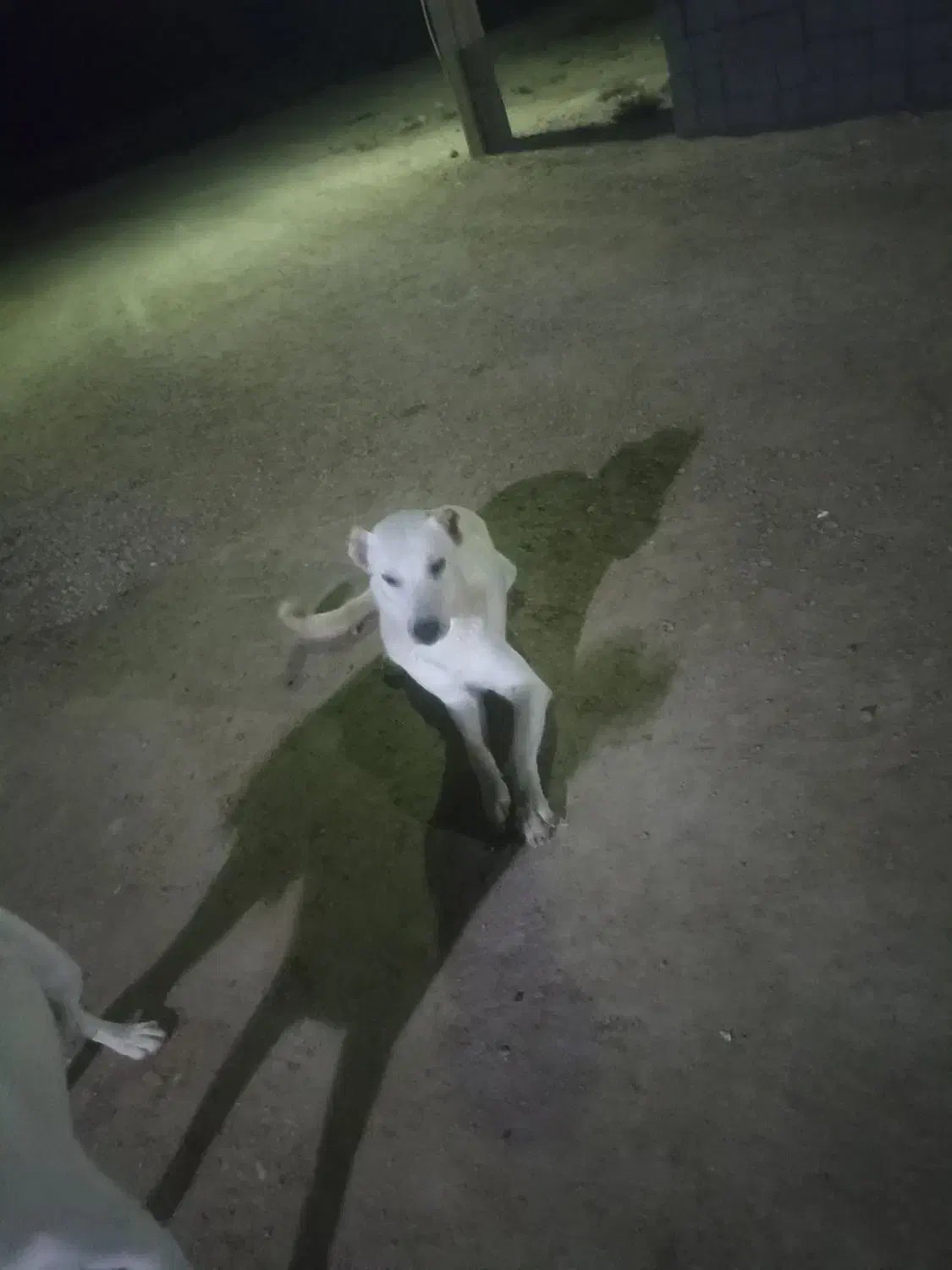 واگذاری|سگ|شادگان, |دیوار