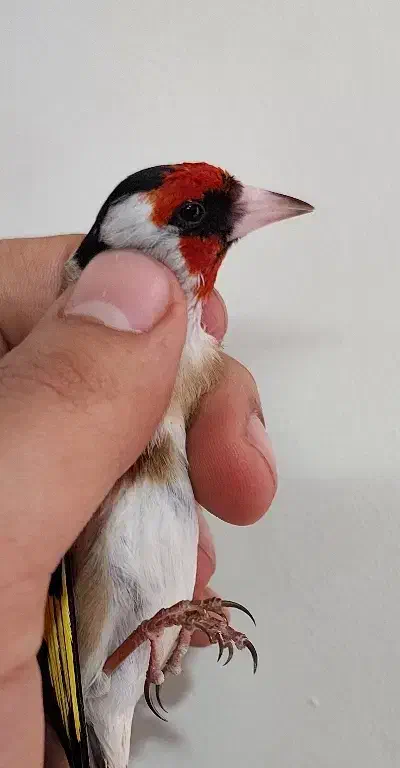 سهره نر|پرنده|تهران, جیحون|دیوار