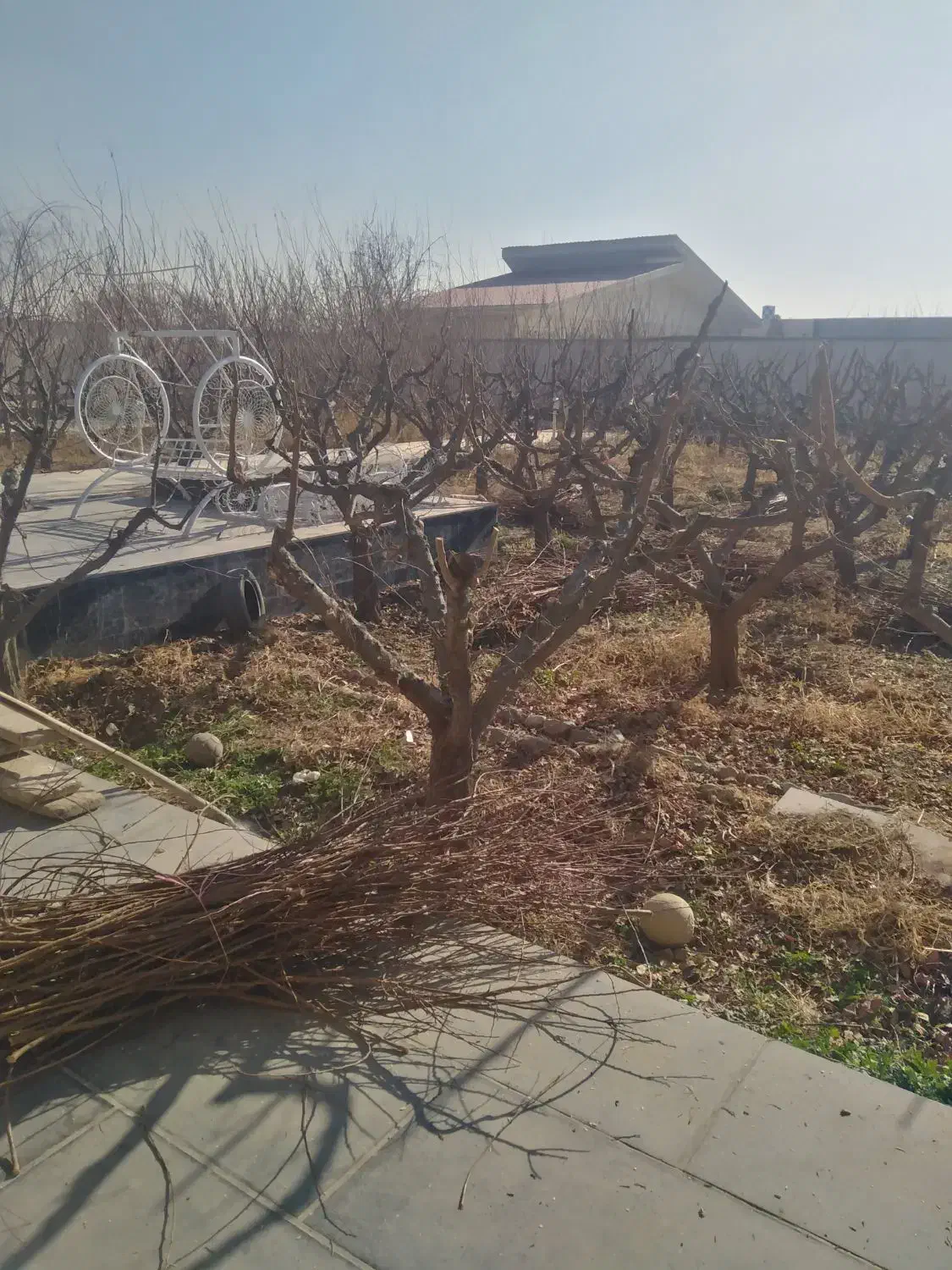 هرس کاری سم پاشی کوددهی شمشادزنی کاشت نهال ...|خدمات باغبانی و درختکاری|کرج, کمالشهر|دیوار